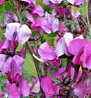 100 Hyacinth Bean Seeds  dolichos Lablab  Hardy Perennial Garden Flower Seeds