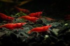 Live Freshwater  Shrimp - 20 High Grade Fire Red Cherry Shrimp - Neocaridina