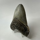 Megalodon Shark Tooth 4 23 Inch - Unique - Natural Fossil - Authentic 20236