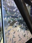 Group Of 6 Polar Blue Or White Parrot Cichlid Free Shipping