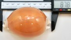Cypraea Aurantium Seashell Cowrie     87 8mm     F    - Xanno