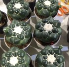 8cm Coryphantha Elephantidens  Norootstock Cactus Succulent Plants