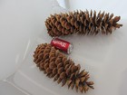 2 Sugar Pine Cones Christmas Holiday Fall Decor Cabin Ranch Extra Large 16 