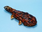 Bandai Diversity Of Life Light Color Japanese Giant Salamander Us Seller New