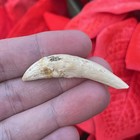 Marine Mammal Fossil Tooth - Summerville Sc - Chandler Bridge Formation