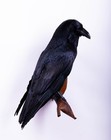 Taxidermy Carrion Crow Bird Wall Mount Real Stuffed Animal Hunt Lodge Decor