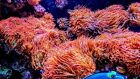 Rainbow Bubble Tip Anemone 3-5  Inch Live Coral Rbta Tank Raised -check My Video
