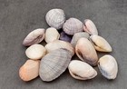 Pacific Clam Seashell Pairs Purple Tan Brown  5 Shell Pairs Approx  1 5  Inches 