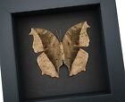Salamis Cacta Female Verso Dead Leaf Mimic Butterfly Framed Taxidermy Moonlight