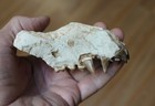 Replica Fossil Perchoerus Partial Skull Eocene Oligocene Peccary Maxilla Teeth