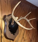 Large 8 Point Whitetail Deer Antler Mounted Plaque Taxidermy