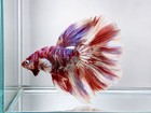 Live Betta Fish Make Male Giant Barongsai High Quality