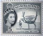 Travelstamps  1953 Somaliland Stamps Sc 128  5c Camel With Gurgi  mint Og Nh