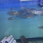 Sliver Arowana  4 Inch Live Fish Eat Pellets