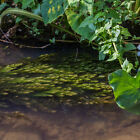 Hornwort Aquarium Oxygenating Aquatic Pond Plant - Buy 2 Get 1 Free