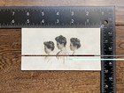 Young Ladies Profile View One Wearing Glasses Small Antique Vintage Photo