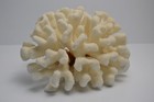 Large Natural Coral Reef Specimen Cauliflower 10  Nautical Beach House Decor