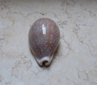 F Cypraea Camelopardalis Huge Rare Size 86 5 Mm F     Clear Dots Red Sea Shell