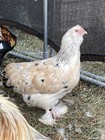 10   Purebred Faverolles Hatching Eggs Salmon And Creamy Hens Gorgeous Roo 