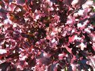 Lettuce Red Salad Bowl Heirloom 200  Seeds 100  Organic Non Gmo Grown In Usa