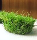 Dwarf Hairgrass Eleocharis Parvula Freshwater Carpet Live Aquarium Plants