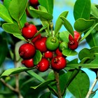 20 Strawberry Guava Tree Seeds  psidium Cattleianum  Edible Garden Fruit Plant