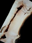 Xxl Ambrosia Maple  Burl Wood  Turning Wood  Epoxy stabilizing Wood  Curly Maple