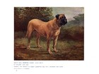 Antique Mastiff Print 1911 Champion Elgiva Mastiff Dog Art Illustration 5176r