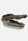 American Alligator Head 5-6 Inches Genuine Documentation Included