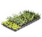 Succulents Assortment Rooted Starter Plant  pack Of 3 