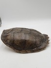 Genuine Large Snapping Turtle Shell