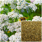 Yarrow  Organic  Soap Making Supplies  Herbal Extracts 