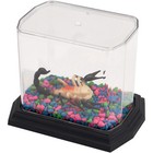 Pioneer Plastics Clear Plastic Desktop Aquarium W  Base 5 75  W X 3 75  D X 5  H
