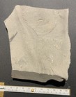Eurypterid Fossil - Acutiramus Claw - Silurian - Fiddlers Green  Herkimer  Ny