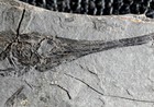 Centriscus Heinrichi - Rare Fossils Fishes  Excellent Details