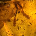 Unusual Beetle In Burmese   Burmite Amber Fossil   100  Genuine Amber 