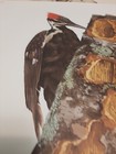 Vtg Tom Dunnington  Signed Lithograph Art Print Pileated Woodpecker 17 X 23   