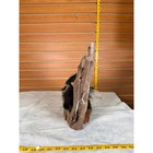 Fhsku15- Baby Skunk Taxidermy Mount