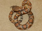 Rare Country Artists A Breed Apart Rattle Snake Hand Painted Statue 10  Wide