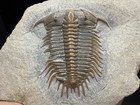 Exceptional Quality Damesella Trilobite Fossil Cambrian Age