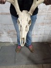 Wild 11 Point Whitetail Deer Antler Rack Horn Skull European Mount Cabin 