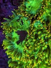 Wysiwyg Xl 8  Malaysian Neon Yellow Splatter Elegance Live Coral Lps Sps Frag Hg