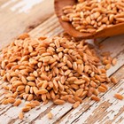 Organic Emmer Farro Seeds  300     Ancient Wheat   Grain   Extremely Rare