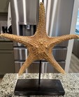 Five Arm Dried Starfish Decor In Excellent Condition