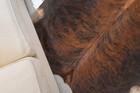 Brindle Genuine Hair On Cowhide Rug - Size 6x6  - Top Quality