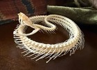 Real Animal Skull - Professional Taxidermy Snake Coiled  Skeleton Oddities