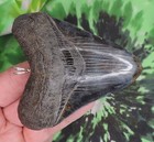 Megalodon Sharks Tooth Pendant Polished Beauty  Fossil Sharks Teeth Tooth
