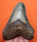 Megalodon Shark Tooth - Real - 4 51    - Serrated Shark Teeth - No Restorations