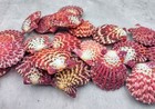 Royal Cloak Scallop Seashell Pairs Gloripallium  5 Pairs Approx  1 5  Inches 