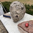 Natural Hornet Wasp Nest - No Chemicals  Organic